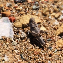 Oedaleus australis at Denman Prospect, ACT - 16 Nov 2024 11:16 AM