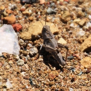 Oedaleus australis at Denman Prospect, ACT - 16 Nov 2024 11:16 AM