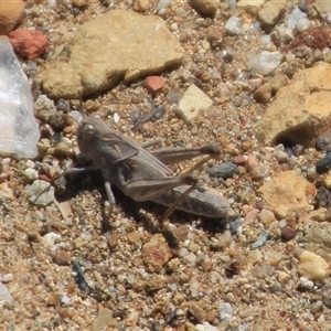 Oedaleus australis at Denman Prospect, ACT - 16 Nov 2024 11:16 AM