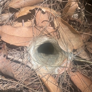 Mygalomorphae (infraorder) (Unidentified mygalomorph spider) at Bonny Hills, NSW by pls047