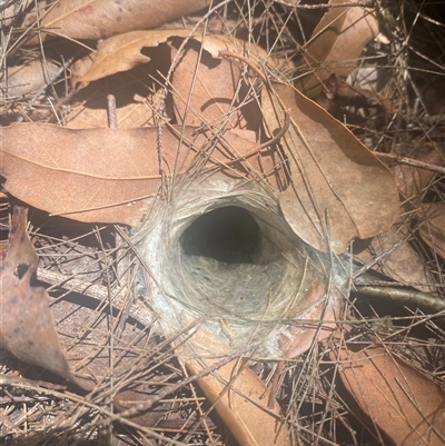 Mygalomorphae (infraorder) (Unidentified mygalomorph spider) at Bonny Hills, NSW - 20 Nov 2024 by pls047