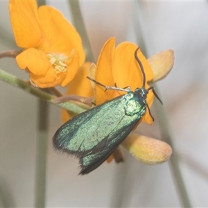 Pollanisus (genus) (A Forester Moth) at Bungonia, NSW by AlisonMilton