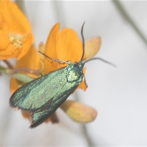 Pollanisus (genus) at Bungonia, NSW - 17 Nov 2024