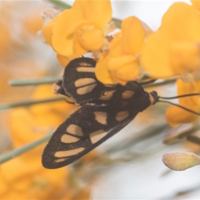 Amata (genus) (Handmaiden Moth) at Bungonia, NSW - 17 Nov 2024 by AlisonMilton