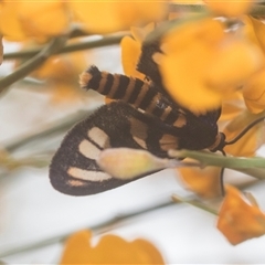 Amata (genus) at Bungonia, NSW - 17 Nov 2024