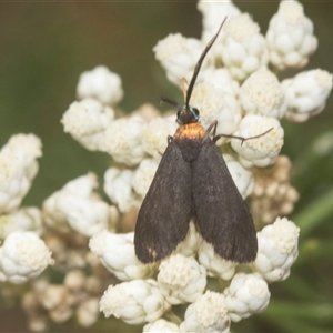 Pollanisus subdolosa or other (A Forester moth) at Bungonia, NSW by AlisonMilton