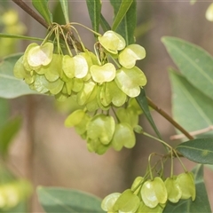 Dodonaea triquetra (Large-leaf Hop-Bush) at Bungonia, NSW - 17 Nov 2024 by AlisonMilton