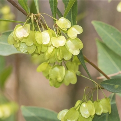 Dodonaea triquetra (Large-leaf Hop-Bush) at Bungonia, NSW - 17 Nov 2024 by AlisonMilton