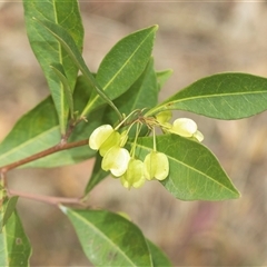 Dodonaea triquetra at Bungonia, NSW - 17 Nov 2024