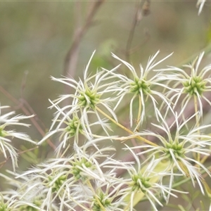 Clematis leptophylla (Small-leaf Clematis, Old Man's Beard) at Bungonia, NSW by AlisonMilton