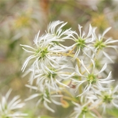 Clematis leptophylla at Bungonia, NSW - 17 Nov 2024