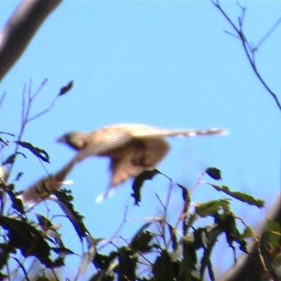 Anthochaera carunculata (Red Wattlebird) at Denman Prospect, ACT - 16 Nov 2024 by Jennybach