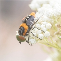 Scaptia (Scaptia) auriflua (A flower-feeding march fly) at Bungonia, NSW - 17 Nov 2024 by AlisonMilton