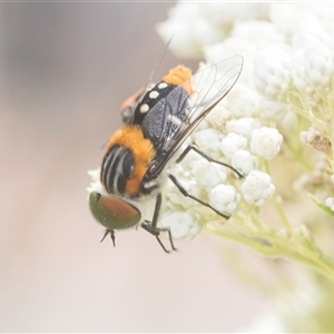 Scaptia (Scaptia) auriflua (A flower-feeding march fly) at Bungonia, NSW by AlisonMilton