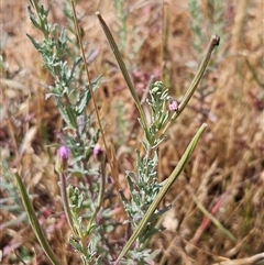 Epilobium billardiereanum subsp. cinereum (Hairy Willow Herb) at Belconnen, ACT - 18 Nov 2024 by sangio7