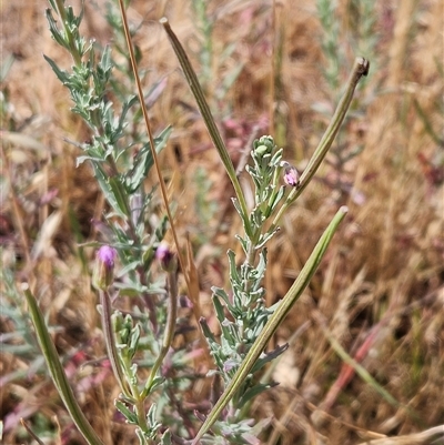 Epilobium billardiereanum subsp. cinereum (Hairy Willow Herb) at Belconnen, ACT - 19 Nov 2024 by sangio7