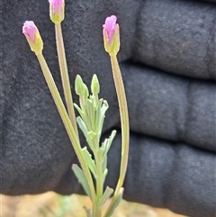 Epilobium billardiereanum subsp. cinereum at Belconnen, ACT - 19 Nov 2024