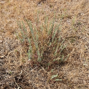 Epilobium billardiereanum subsp. cinereum at Belconnen, ACT - 19 Nov 2024 09:31 AM