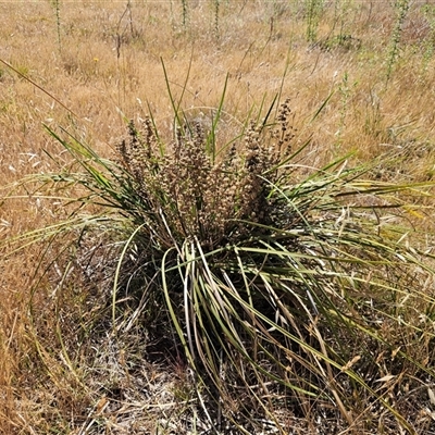 Lomandra multiflora (Many-flowered Matrush) at Whitlam, ACT - 19 Nov 2024 by sangio7