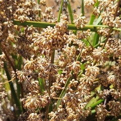 Lomandra multiflora at Whitlam, ACT - 19 Nov 2024