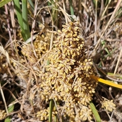 Lomandra multiflora (Many-flowered Matrush) at Whitlam, ACT - 19 Nov 2024 by sangio7