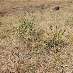 Lomandra multiflora at Whitlam, ACT - 19 Nov 2024