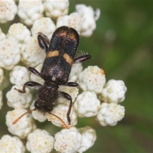 Eleale pulchra (Clerid beetle) at Bungonia, NSW by AlisonMilton