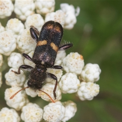 Eleale pulchra (Clerid beetle) at Bungonia, NSW - 17 Nov 2024 by AlisonMilton