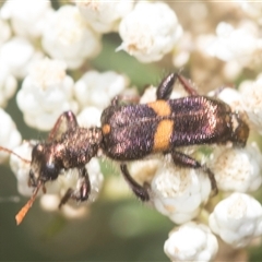 Eleale pulchra at Bungonia, NSW - 17 Nov 2024 11:00 AM