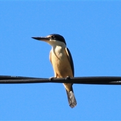 Todiramphus sanctus (Sacred Kingfisher) at Higgins, ACT - 22 Oct 2018 by Jennybach