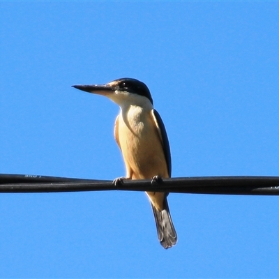 Todiramphus sanctus (Sacred Kingfisher) at Higgins, ACT - 22 Oct 2018 by Jennybach