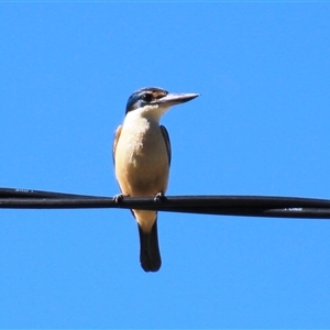 Todiramphus sanctus at Higgins, ACT - 22 Oct 2018