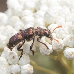 Eleale pulchra (Clerid beetle) at Bungonia, NSW by AlisonMilton