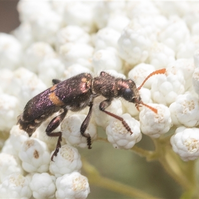 Eleale pulchra (Clerid beetle) at Bungonia, NSW - 17 Nov 2024 by AlisonMilton