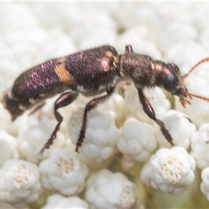 Eleale pulchra at Bungonia, NSW - 17 Nov 2024