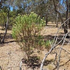 Cassinia longifolia (Shiny Cassinia, Cauliflower Bush) at Whitlam, ACT - 19 Nov 2024 by sangio7