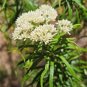 Cassinia longifolia at Whitlam, ACT - 19 Nov 2024 01:02 PM