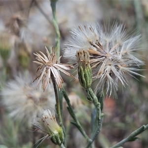 Vittadinia gracilis at Whitlam, ACT - 19 Nov 2024