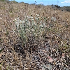 Vittadinia gracilis at Whitlam, ACT - 19 Nov 2024