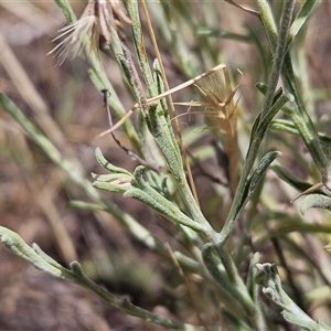 Vittadinia gracilis at Whitlam, ACT - 19 Nov 2024