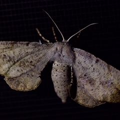 Circopetes obtusata (Grey Twisted Moth) at Florey, ACT - 14 Nov 2024 by KorinneM