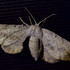 Circopetes obtusata at Florey, ACT - suppressed