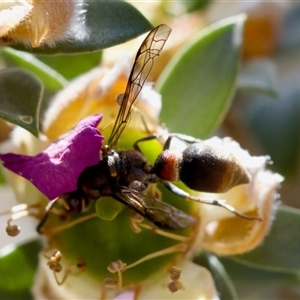 Paralastor sp. (genus) at Florey, ACT - suppressed