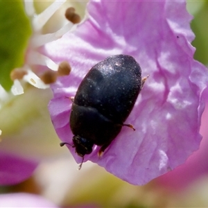 Aethina sp. (genus) at Florey, ACT - suppressed