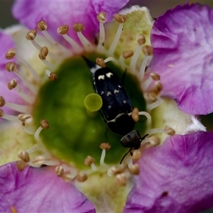 Mordella sp. (genus) at Florey, ACT - suppressed