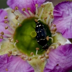 Mordella sp. (genus) at Florey, ACT - 14 Nov 2024