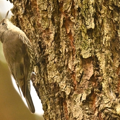 Cormobates leucophaea (White-throated Treecreeper) at Acton, ACT - 20 Nov 2024 by Thurstan