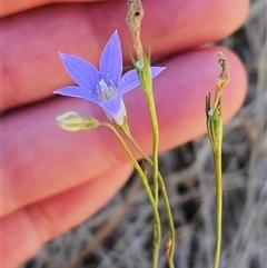 Wahlenbergia capillaris (Tufted Bluebell) at Weetangera, ACT - 19 Nov 2024 by sangio7