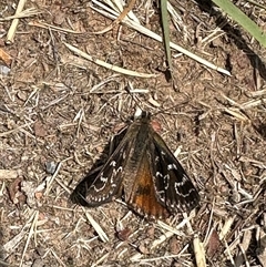 Synemon plana (Golden Sun Moth) at Murrumbateman, NSW - 20 Nov 2024 by Batogal