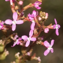 Stylidium graminifolium (grass triggerplant) at Gundary, NSW - 17 Nov 2024 by AlisonMilton